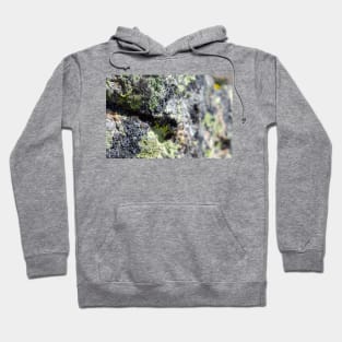 Mossy Stones Hoodie